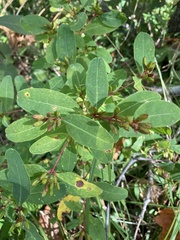 Hypericum walteri