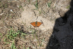 Nymphalis xanthomelas