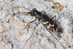 Cicindela tranquebarica