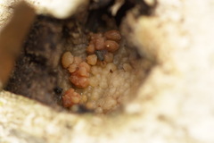 Tubifera ferruginosa