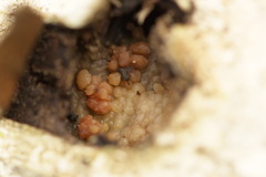 Tubifera ferruginosa