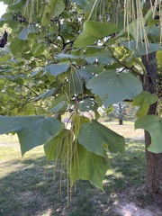 Catalpa × erubescens