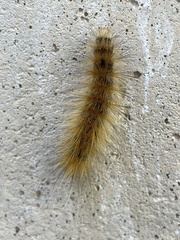 Spilosomina