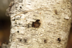 Tubifera ferruginosa