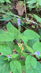 Heliotropium indicum