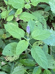 Heliotropium indicum