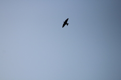 Hirundo rustica