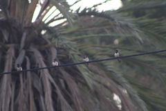 Hirundo rustica