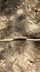 Anisota virginiensis