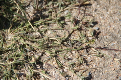 Sporobolus aculeatus