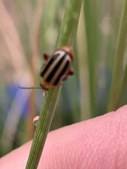 Disonycha glabrata