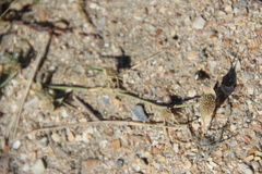 Sporobolus aculeatus