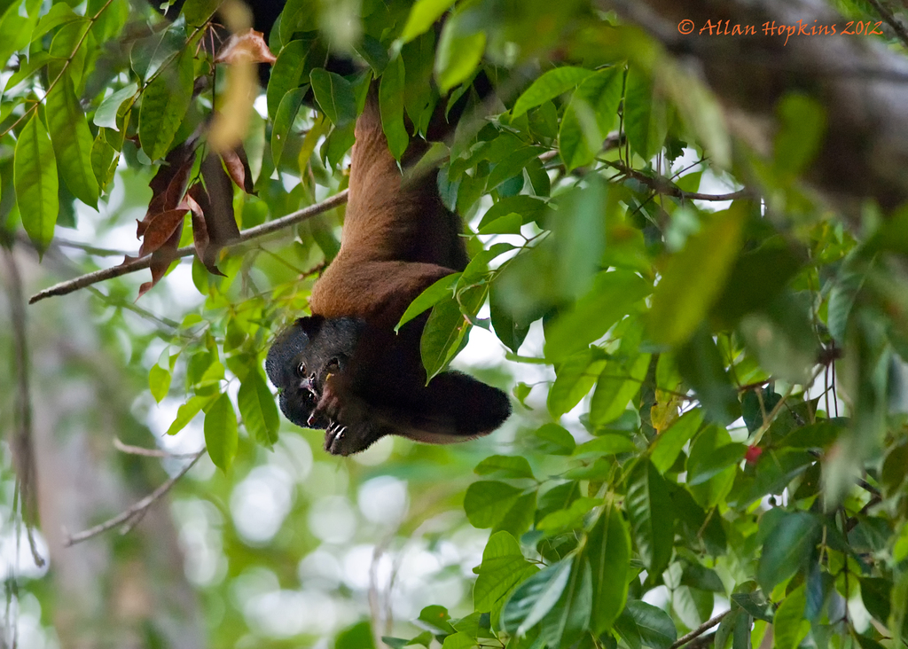 Northern Bearded Saki Monkey (Chiropotes sagulatus)