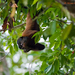 Northern Bearded Saki Monkey - Photo (c) Allan Hopkins, some rights reserved (CC BY-NC-ND)