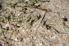 Sporobolus aculeatus