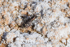 Cicindela tranquebarica