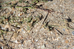 Sporobolus aculeatus