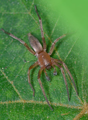 Clubionidae