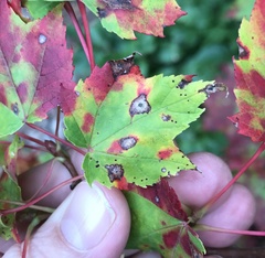 Acericecis ocellaris