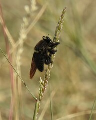 Mallophora leschenaulti