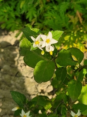 Solanum emulans