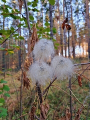 Clematis alpina sibirica
