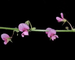 Pseudarthria viscida