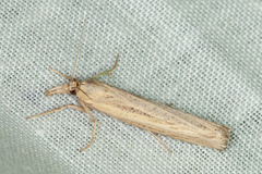 Pediasia dorsipunctellus