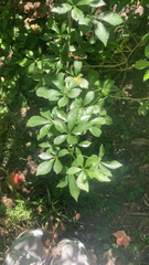 Eleutherococcus sieboldianus