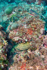 Muraena helena