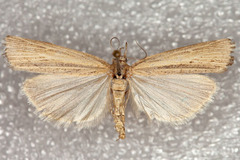 Pediasia dorsipunctellus