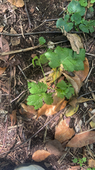 Hydrophyllum canadense