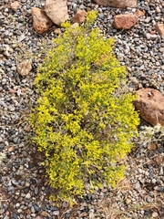 Gutierrezia microcephala