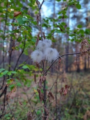 Clematis alpina sibirica