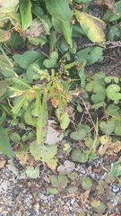 Euphorbia amygdaloides