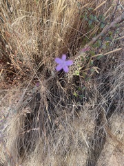 Stephanomeria virgata