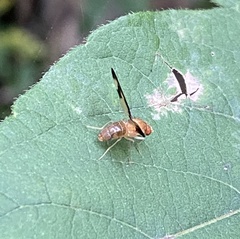 Toxonevra superba