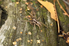 Alopecosa inquilina