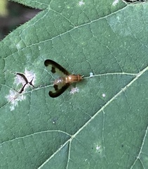 Toxonevra superba