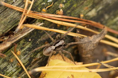 Alopecosa inquilina