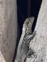 Leiocephalus carinatus