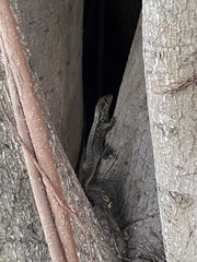 Leiocephalus carinatus