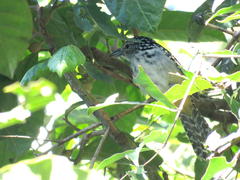 Hypoedaleus guttatus