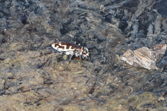 Cicindela hirticollis