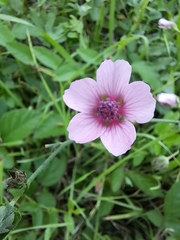 Althaea cannabina