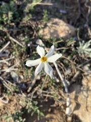 Narcissus deficiens