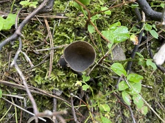 Dissingia leucomelaena