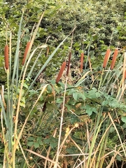 Typha angustifolia