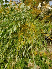 Salix