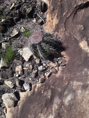 Melocactus bahiensis